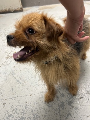 61803624 - Terrier / Mix available for adoption