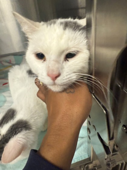 LUNA - Domestic Shorthair / Mix for adoption in Norfolk