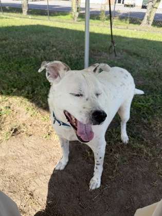 NALA - Pit Bull Terrier / Mix available for adoption