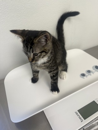 61946310 - Domestic Shorthair / Mix available for adoption
