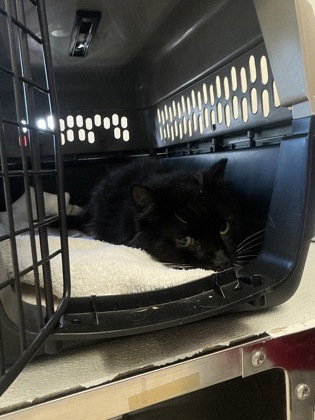 61689282 - Domestic Longhair / Mix for adoption in Norfolk