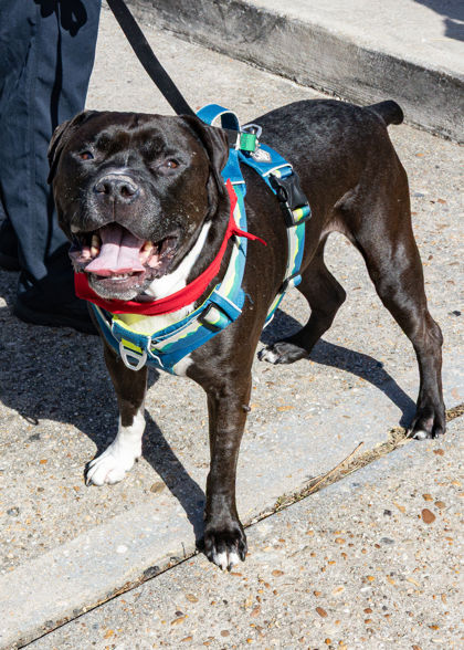 SHADOW - Pit Bull Terrier / Mix available for adoption