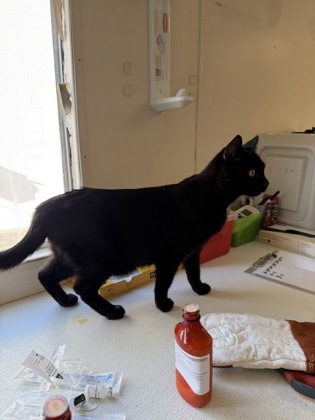 SHADOW - Domestic Shorthair / Mix available for adoption