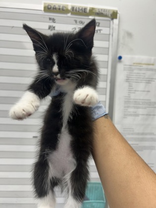 61874068 - Domestic Shorthair / Mix available for adoption
