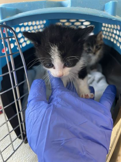 61691013 - Domestic Shorthair / Mix for adoption in Norfolk