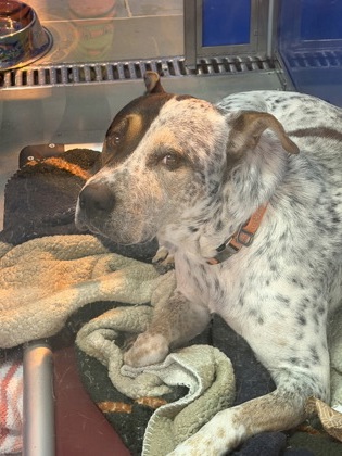 61895644 - Pit Bull Terrier / Mix available for adoption