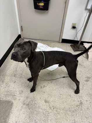 SHADOW - Pit Bull Terrier / Mix available for adoption