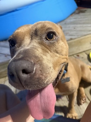 MOUSE - Pit Bull Terrier / Mix for adoption in Norfolk