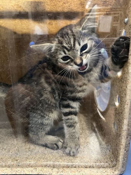 61690865 - Domestic Shorthair / Mix for adoption in Norfolk