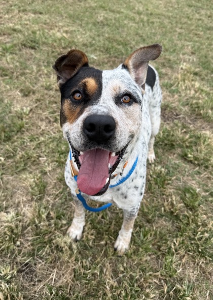 61871548 - American Pit Bull Terrier / Mix available for adoption