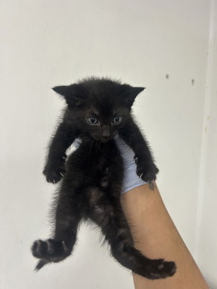 61709416 - Domestic Shorthair / Mix available for adoption