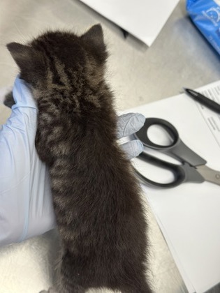 61810193 - Domestic Shorthair / Mix available for adoption