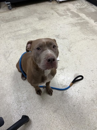 61755870 - American Pit Bull Terrier / Mix available for adoption