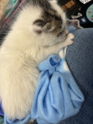 61973118 - Domestic Shorthair / Mix available for adoption