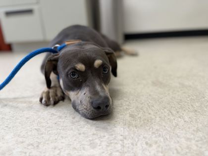 61909021 - Pit Bull Terrier / Mix available for adoption