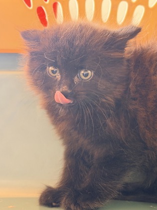 61829124 - Domestic Shorthair / Mix available for adoption