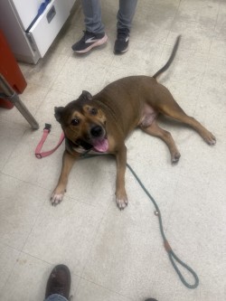 PHAT PHAT - Pit Bull Terrier / Mix available for adoption