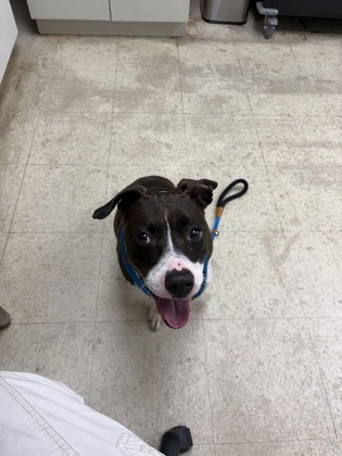 OPHELIA - Pit Bull Terrier / Mix available for adoption