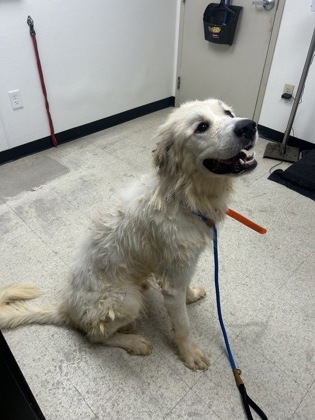 CLOUD - Great Pyrenees / Mix available for adoption