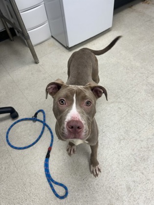 61913182 - Pit Bull Terrier / Mix available for adoption