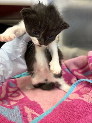 61893988 - Domestic Shorthair / Mix available for adoption