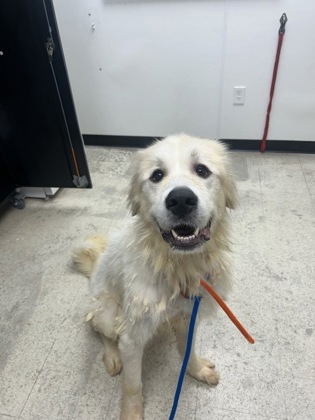 CLOUD - Great Pyrenees / Mix available for adoption