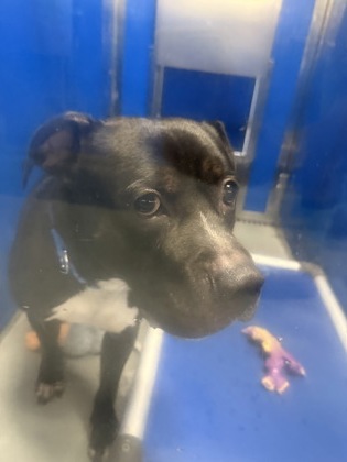 61769437 - Pit Bull Terrier / Mix available for adoption