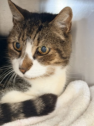DEXTER - Domestic Shorthair / Mix available for adoption
