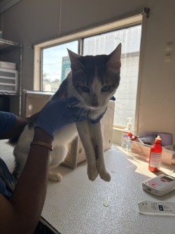 TIBS - Domestic Shorthair / Mix for adoption in Norfolk