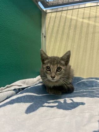 61734572 - Domestic Shorthair / Mix available for adoption