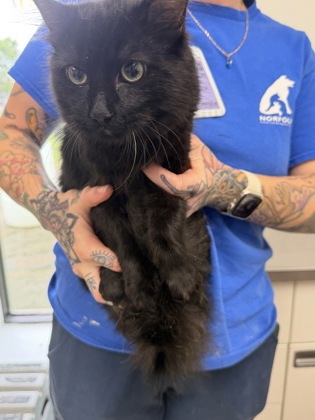 61848486 - Domestic Medium Hair / Mix available for adoption