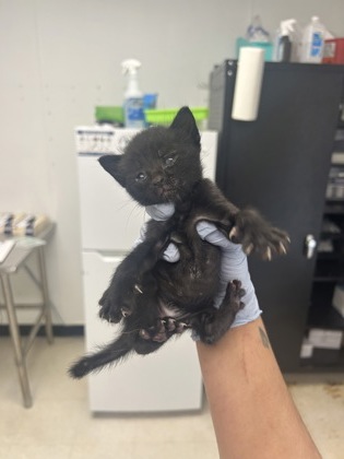 61802564 - Domestic Shorthair / Mix available for adoption