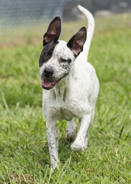 ZAZU - American Blue Heeler / Mix for adoption in Norfolk