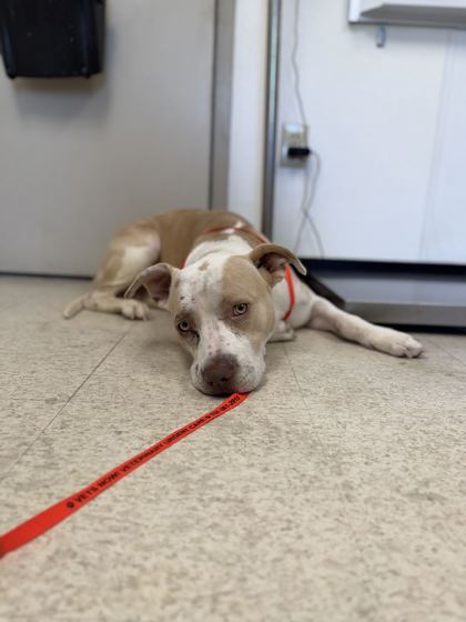 61831794 - Pit Bull Terrier / Mix available for adoption