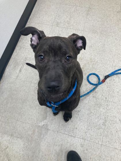 MAX - Pit Bull Terrier / Mix available for adoption