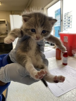 61776381 - Domestic Shorthair / Mix available for adoption