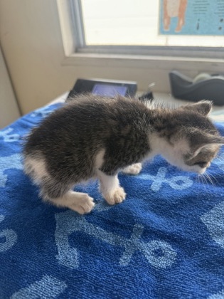 61901879 - Domestic Shorthair / Mix available for adoption
