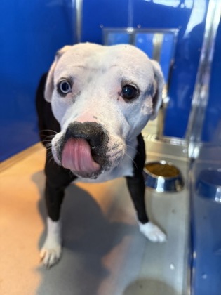 FACE - American Pit Bull Terrier / Mix available for adoption