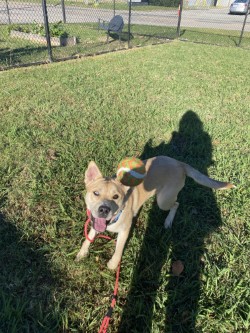 ELSIE - Siberian Husky / Cane Corso available for adoption