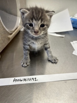 61810192 - Domestic Shorthair / Mix available for adoption