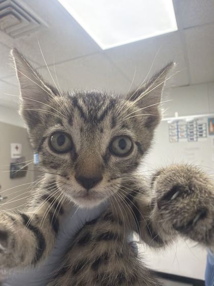 61660975 - Domestic Shorthair / Mix for adoption in Norfolk