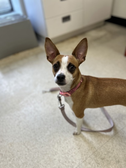 61807525 - Short Coat Chihuahua / Mix available for adoption