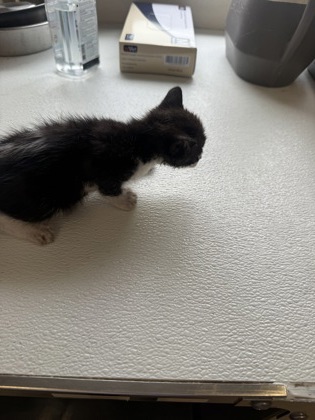 61768669 - Domestic Shorthair / Mix available for adoption