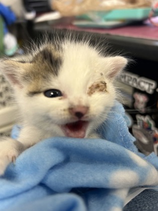 61973118 - Domestic Shorthair / Mix available for adoption