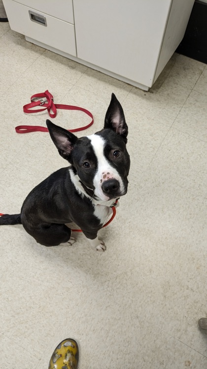 MS. DICE - Pit Bull Terrier / Mix available for adoption
