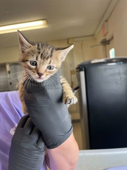 STORK - Domestic Shorthair / Mix available for adoption