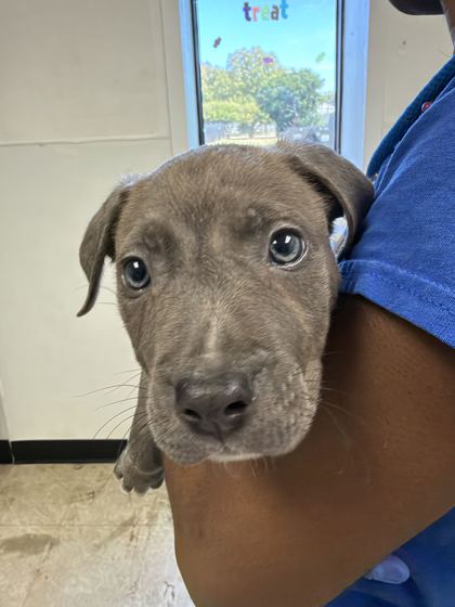 61990681 - American Pit Bull Terrier / Mix available for adoption