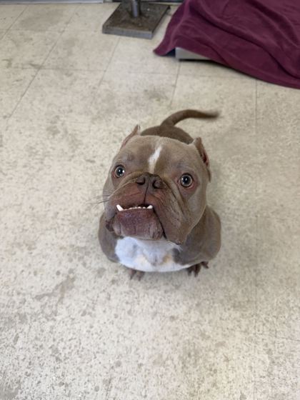 61955296 - Bully American - Pocket / Mix available for adoption