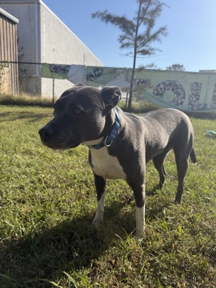 61975862 - Pit Bull Terrier / Mix available for adoption