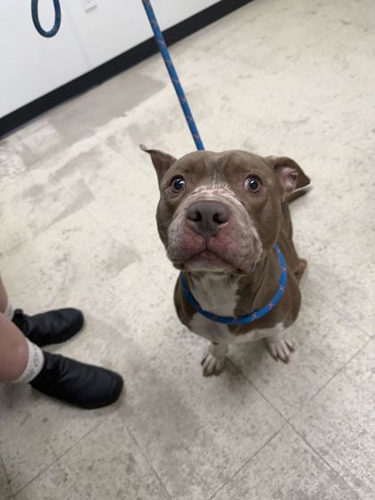 61662771 - Pit Bull Terrier / Mix available for adoption